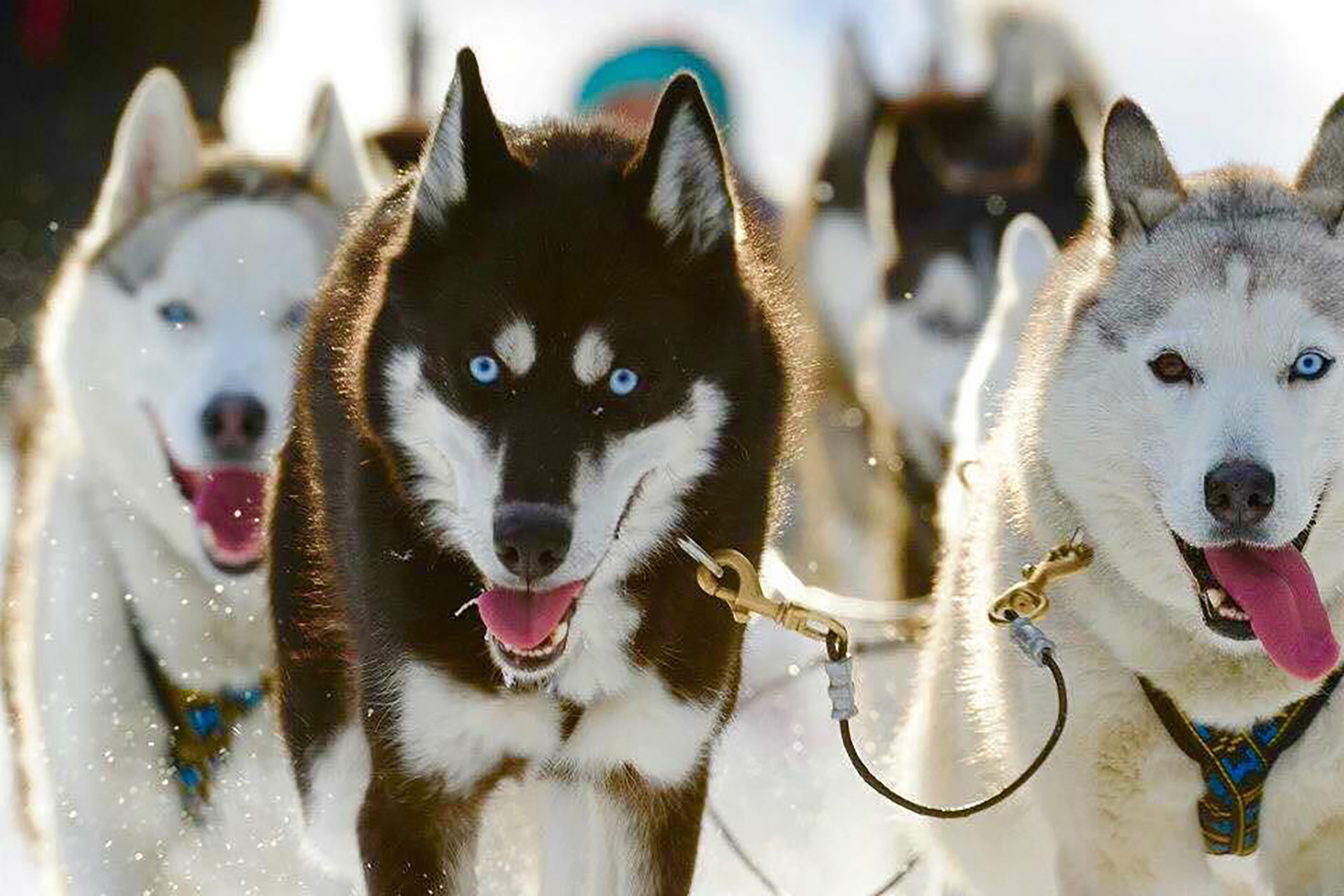 dog sledding canmore