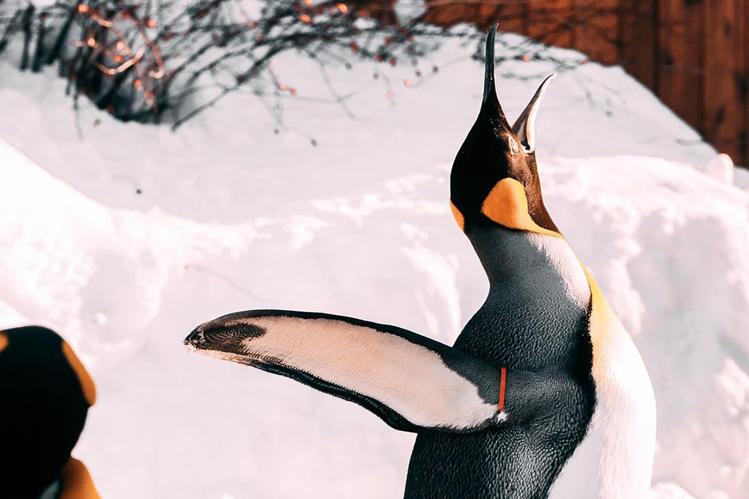 Penguins at the Calgary Zoo