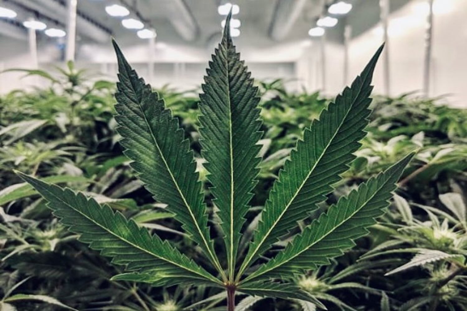 cannabis calgary retail