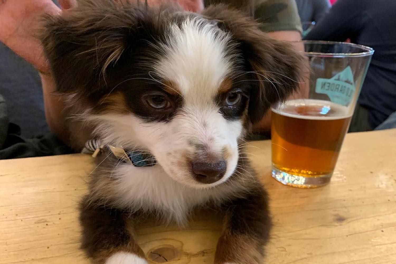 calgary patio pet friendly