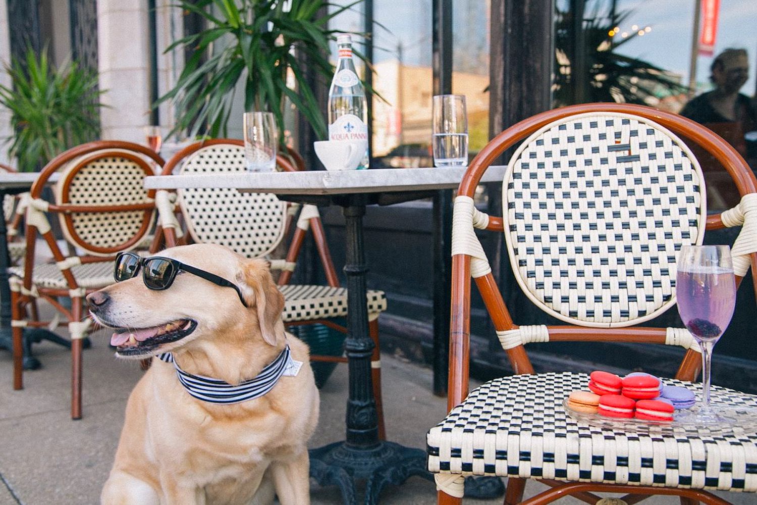 calgary patio pet friendly
