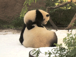 baby pandas