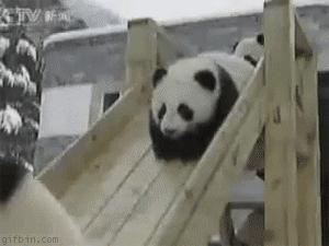baby pandas