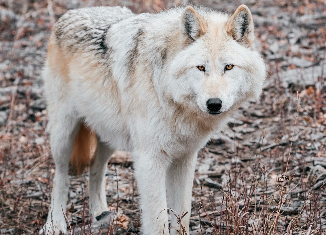 yamnuska wolfdog sanctuary calgary