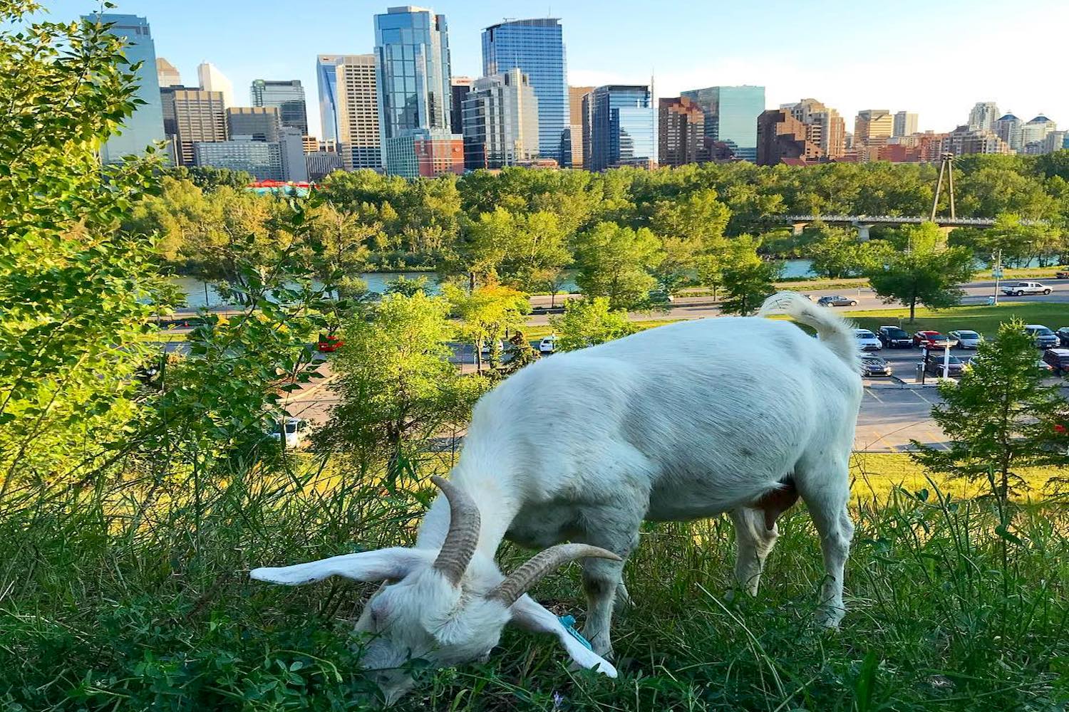goats calgary