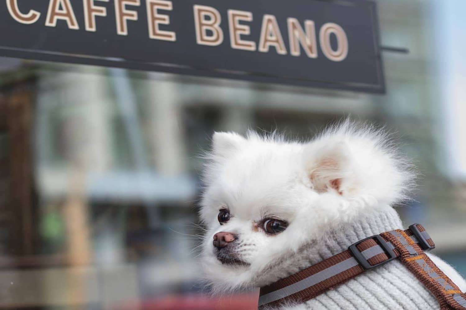 essential calgary coffee shops