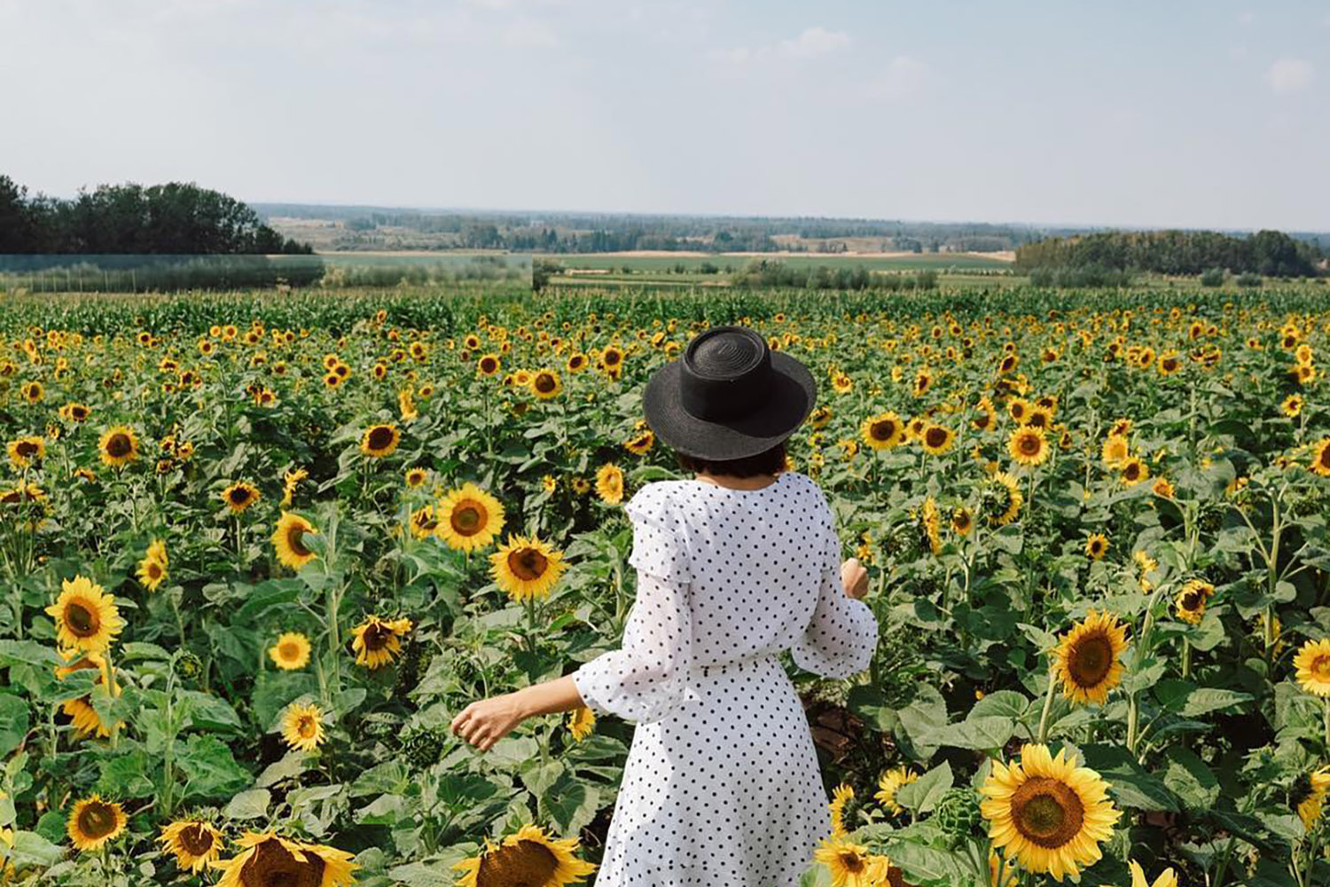 calgary sunflower maze