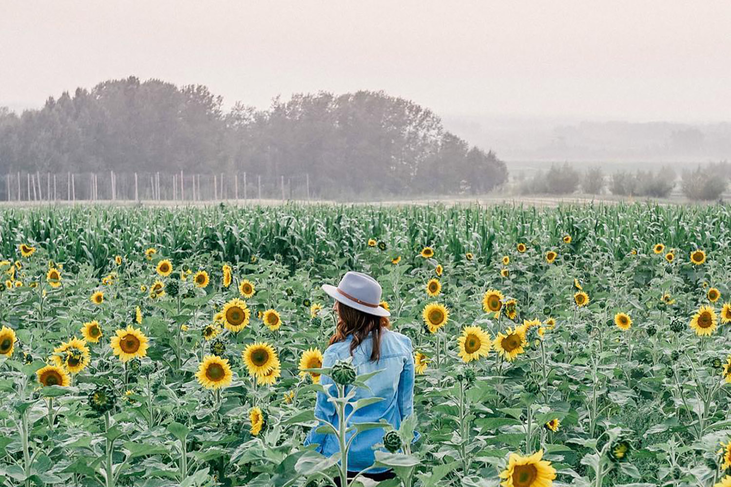 calgary sunmaze
