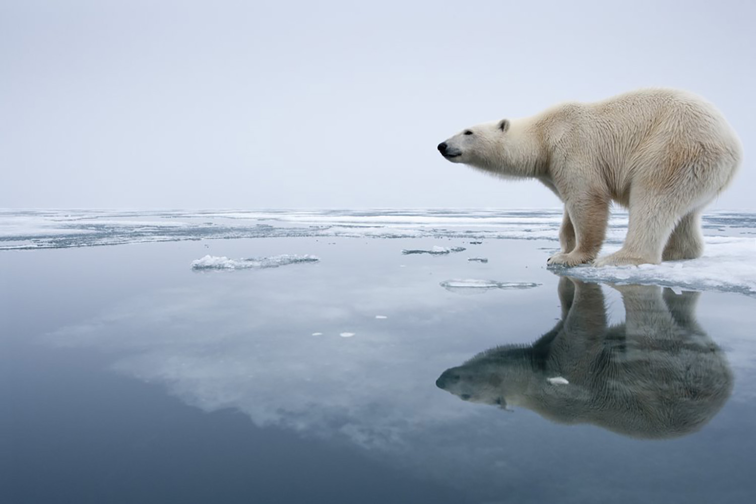 09 Aug 2009, Nordaustlandet, Svalbard, Norway --- Polar Bear (Ursus maritimus) reflected in pools on melting ice on Sabinebukta Bay at Irminger Point. --- Image by © Paul Souders/Corbis