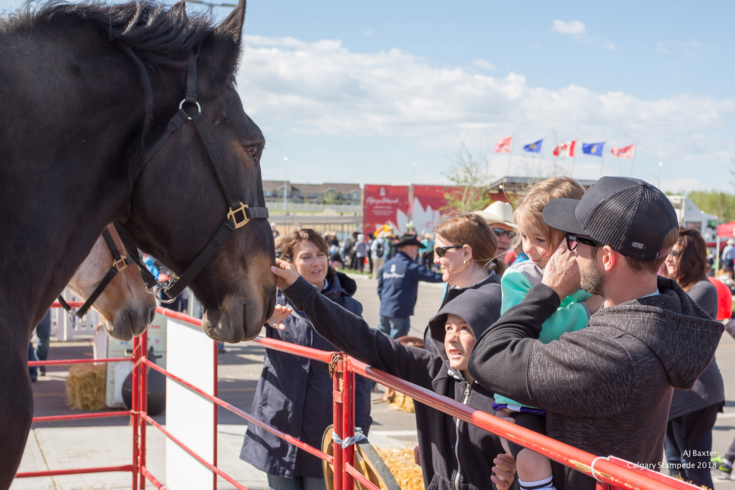 Calgary Stampede Round Up