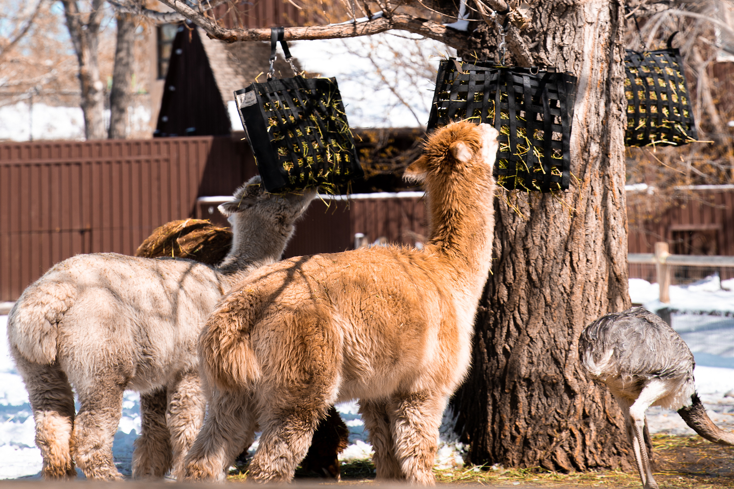 grazers calgary
