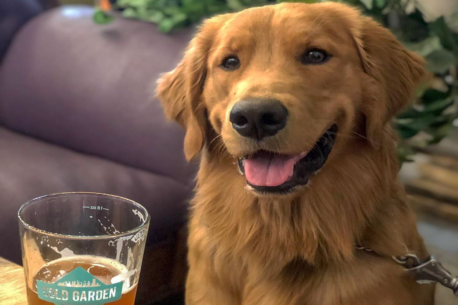 dog-friendly calgary