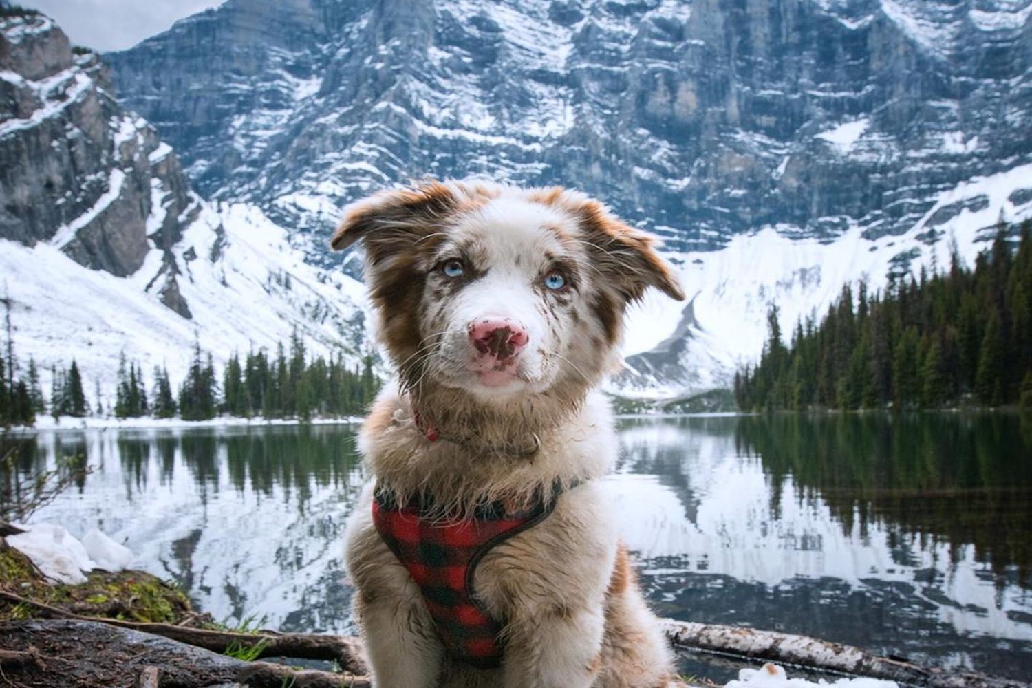 dog-friendly calgary