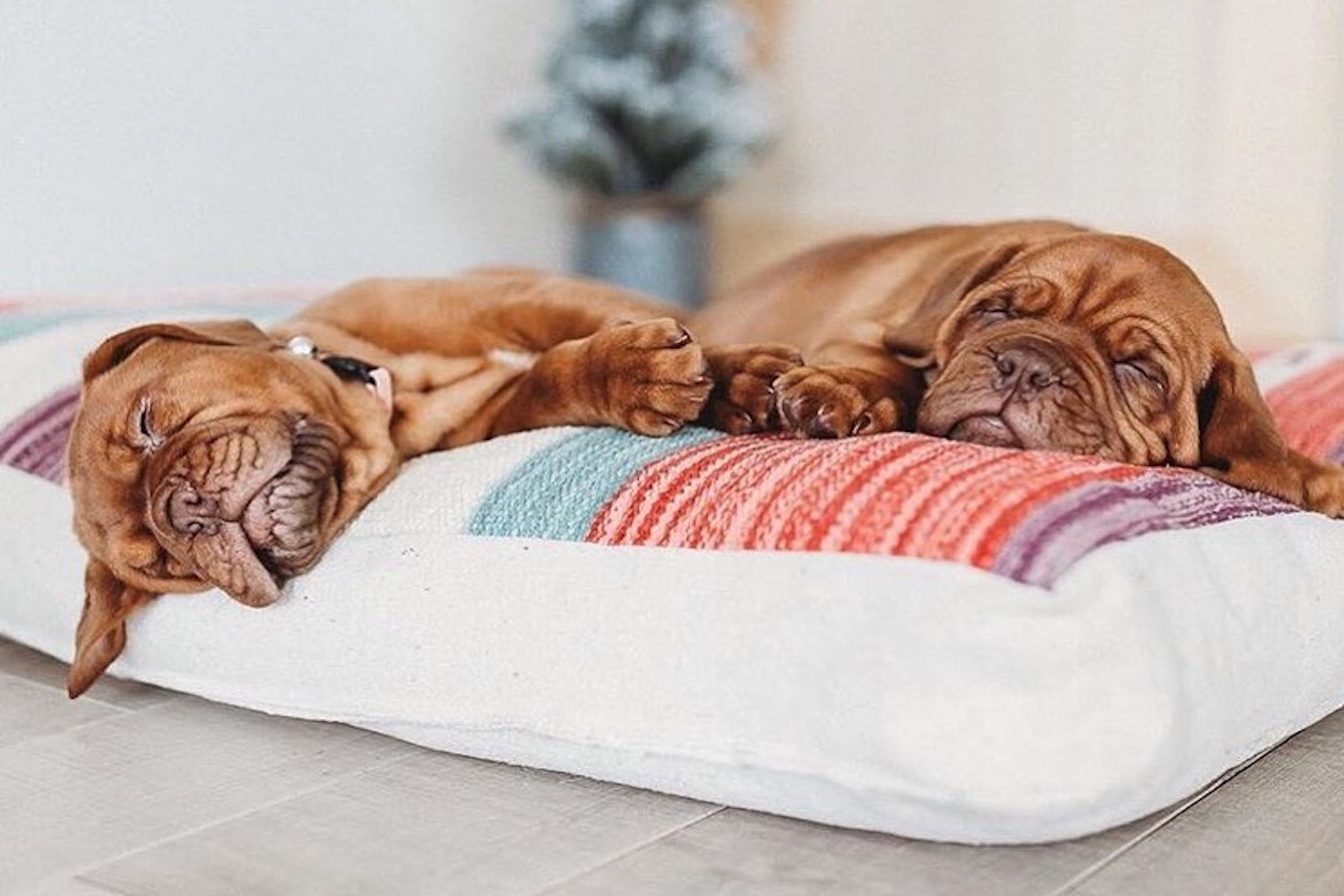 dog-friendly calgary
