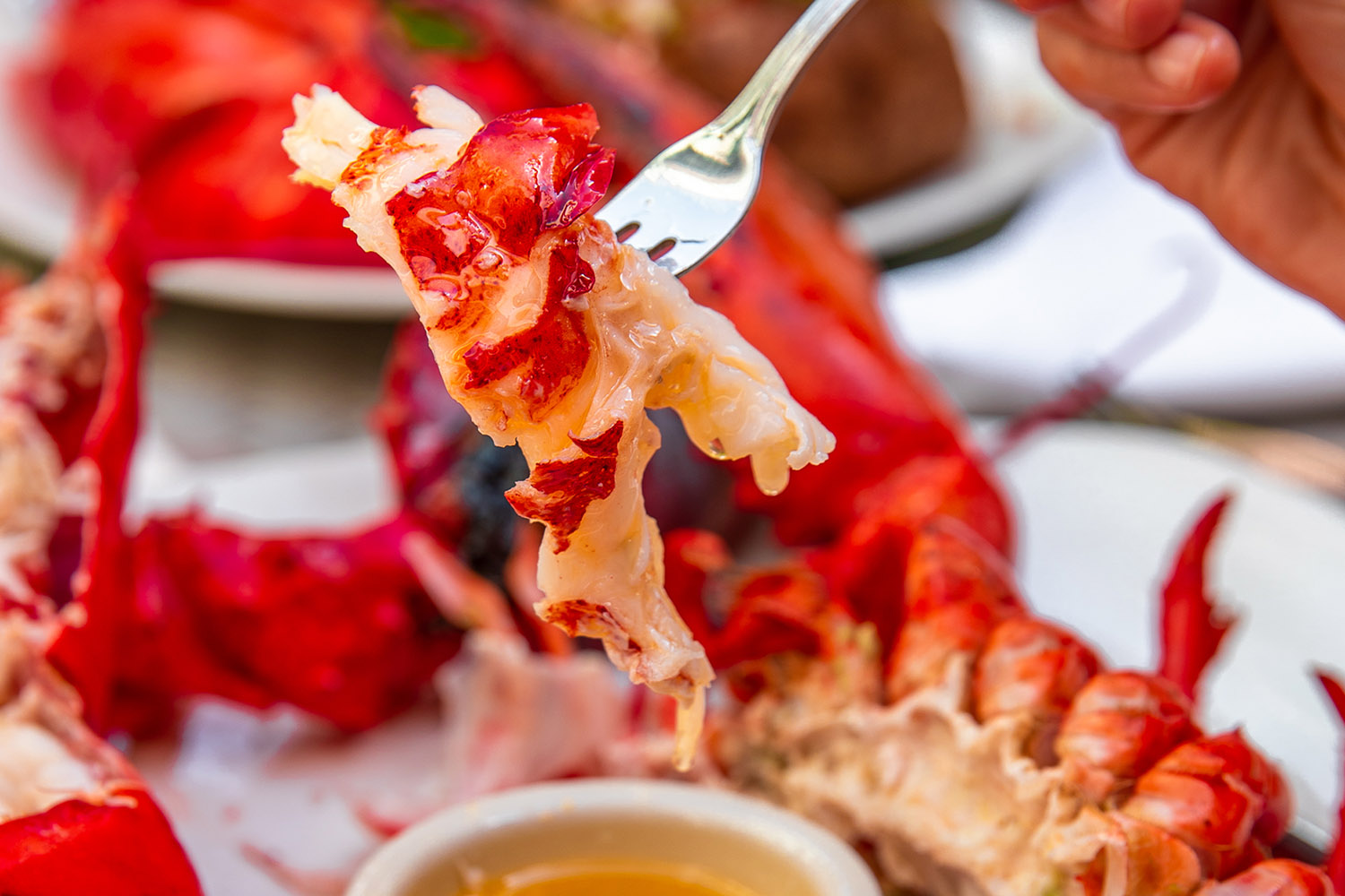 the keg steakhouse lobster summer