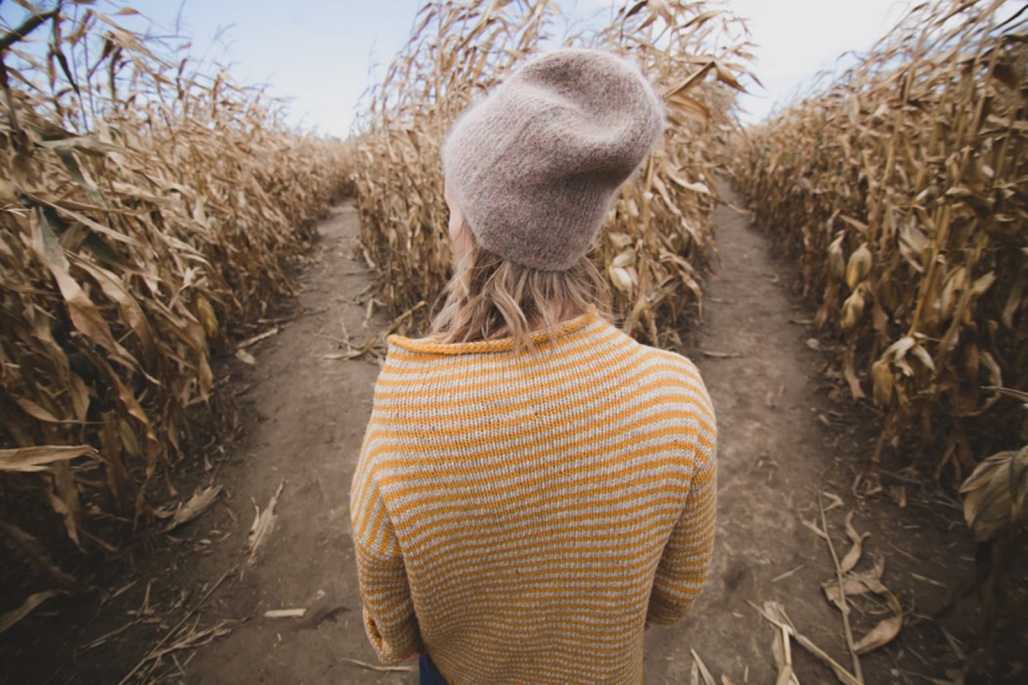 corn maze