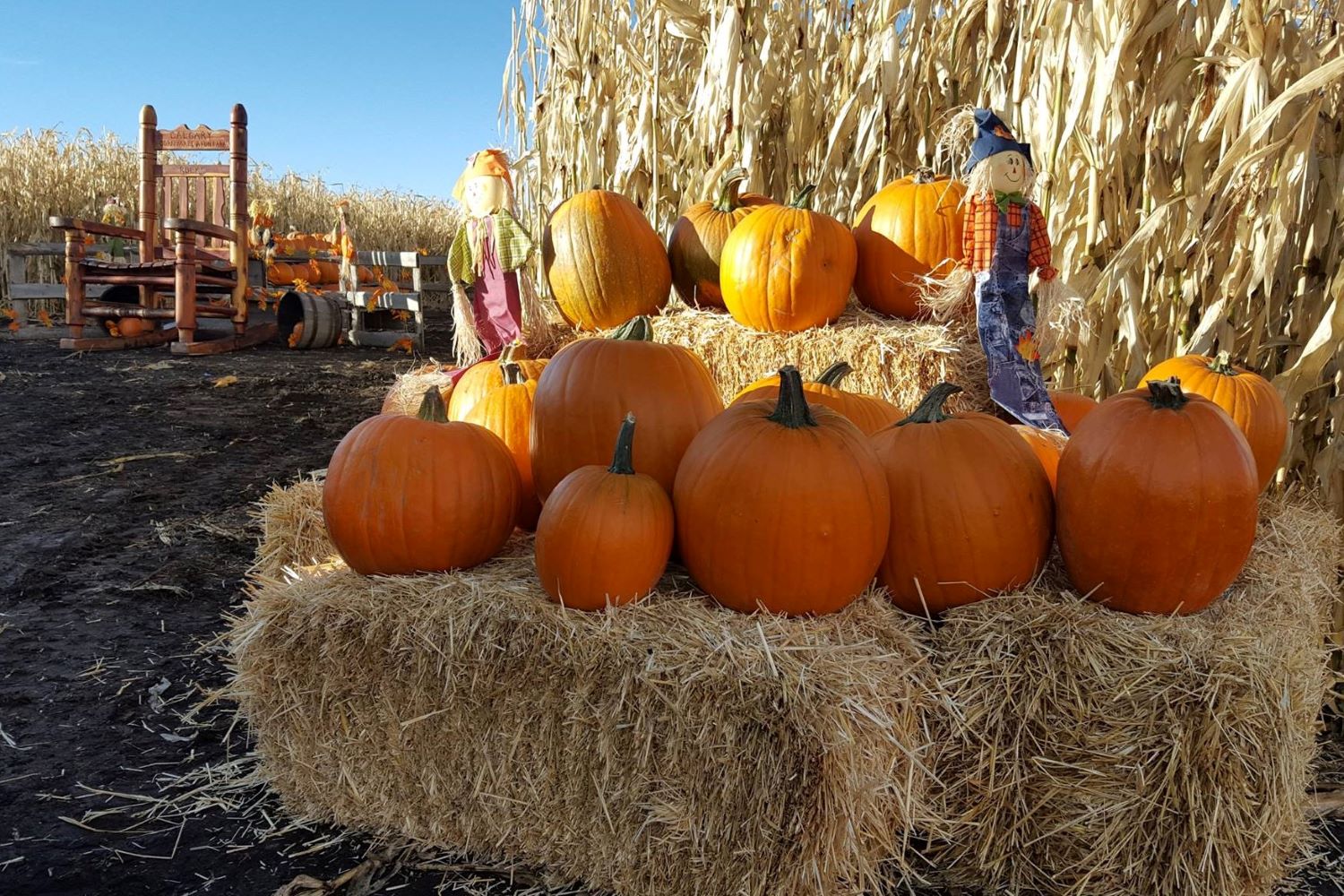 pumpkins