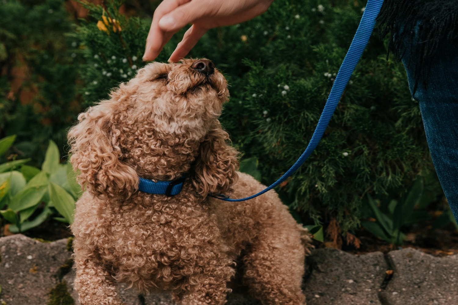 spot dog walking
