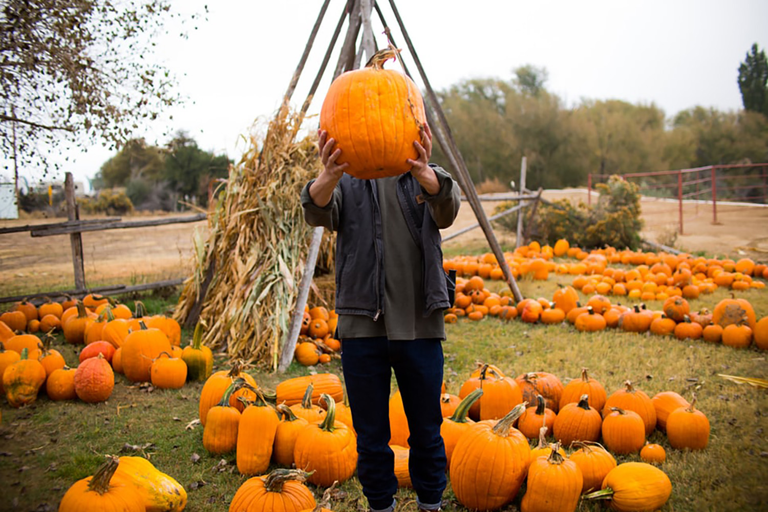 calgary autumn pumpkin patches