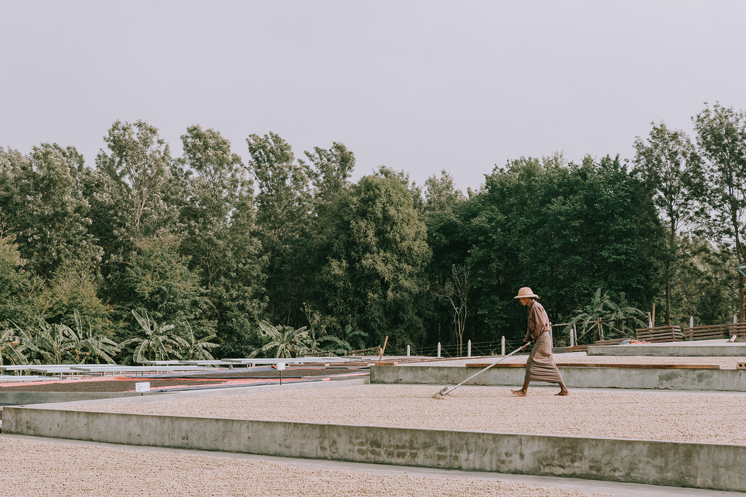 raking rosso coffee beans