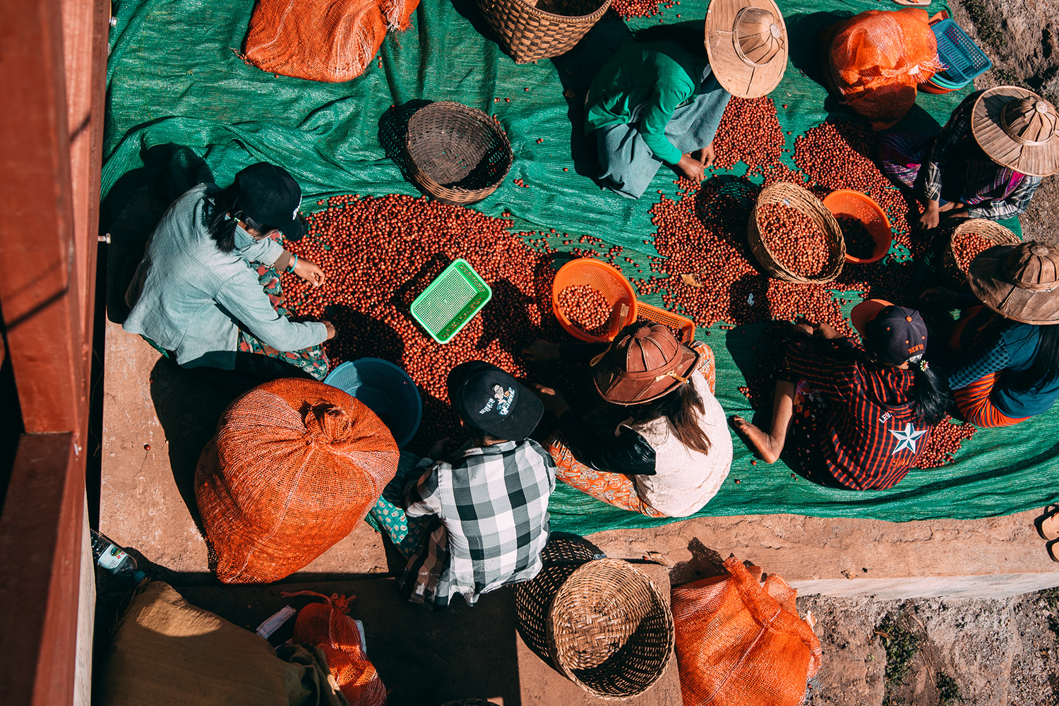 sorting coffee beans