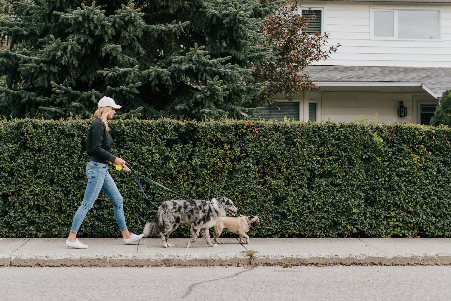 spot dog walking