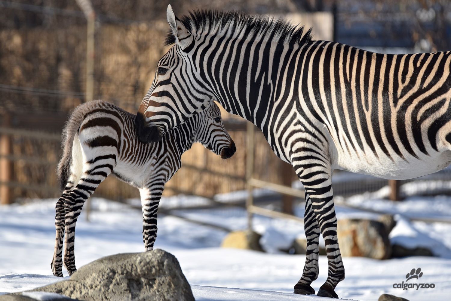 Calgary zoo baby zebra
