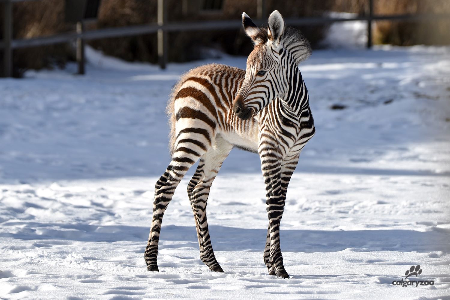 Calgary zoo baby zebra