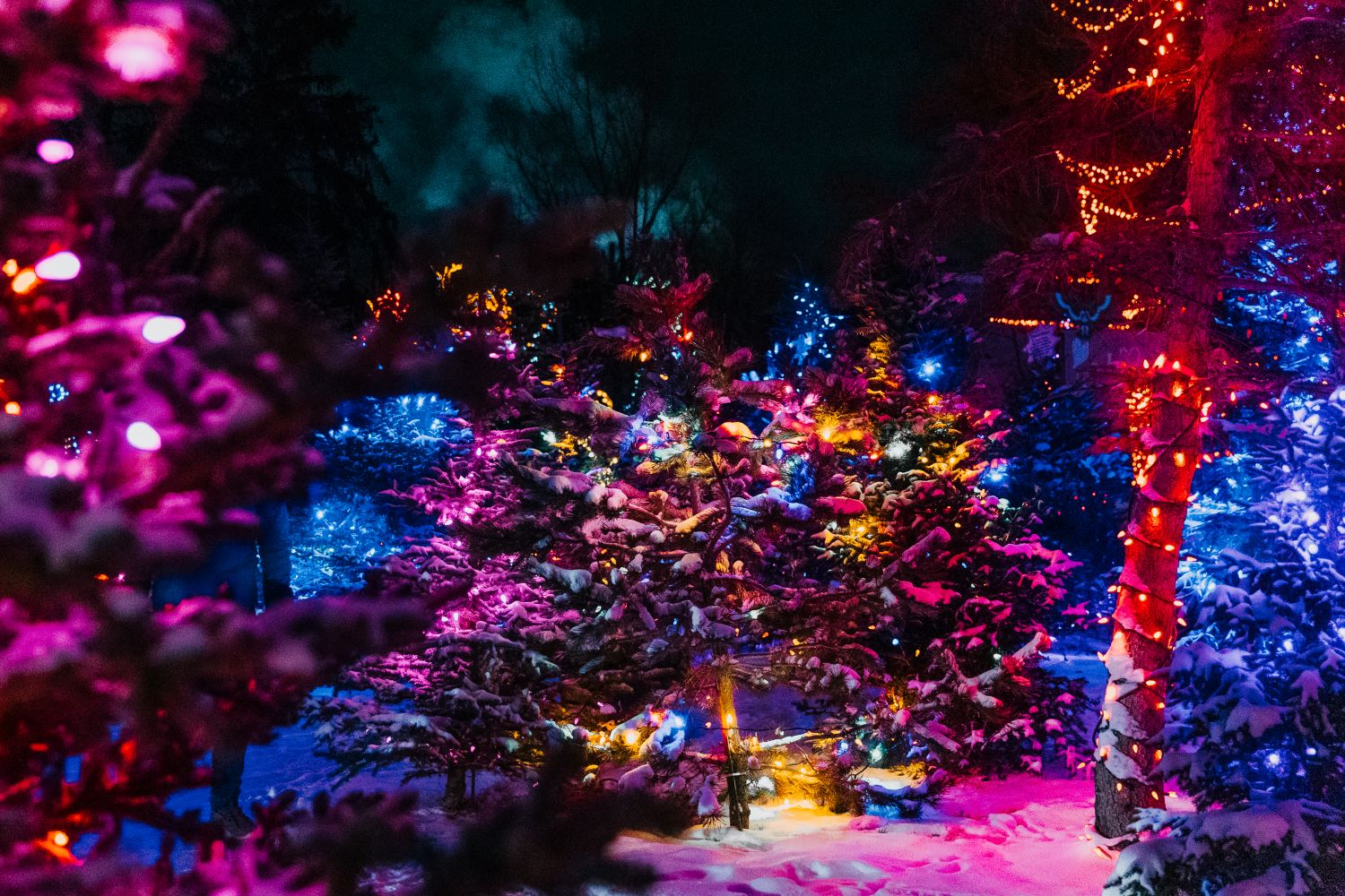 zoolights in calgary
