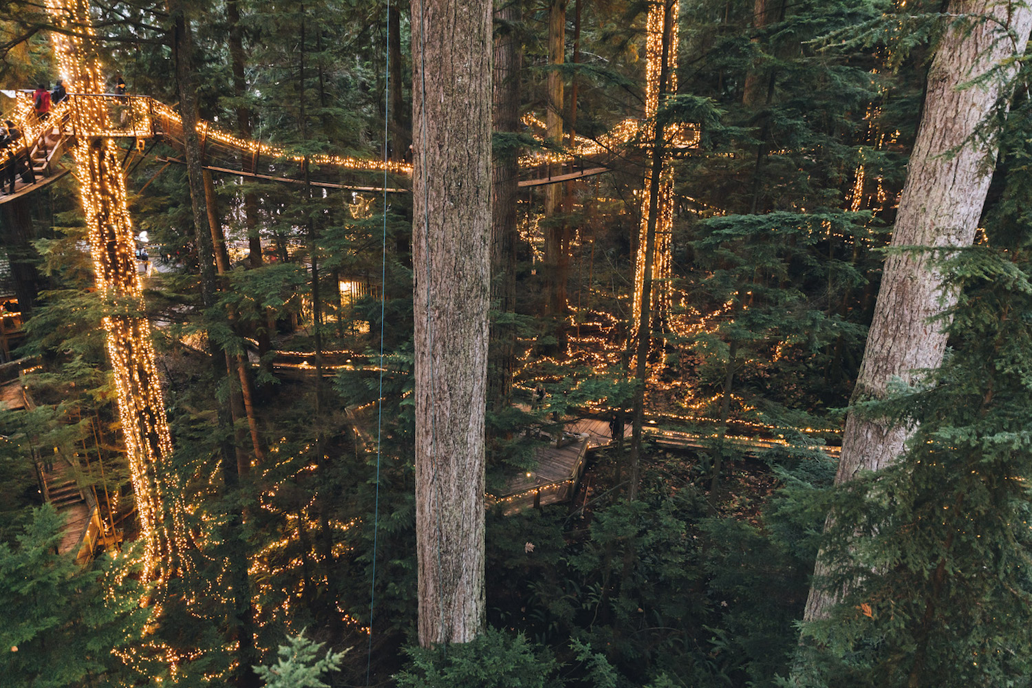 canyon lights capilano suspension bridge