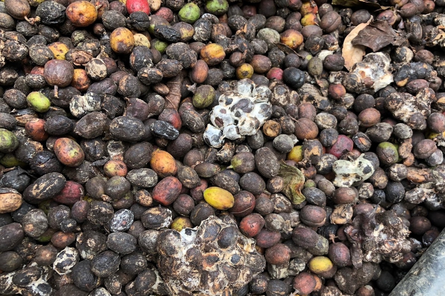 Come get the good beans at Rosso Coffee Roasters