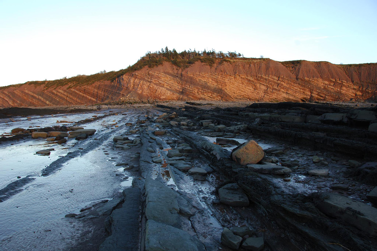 oldest reptile fossil joggins fossil cliffs