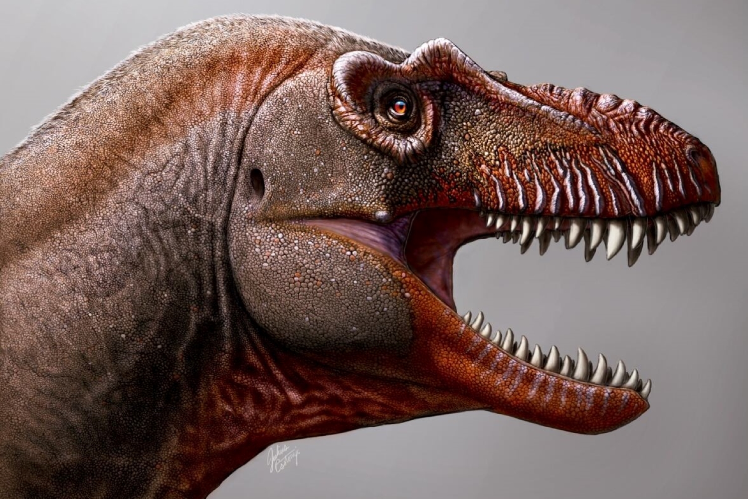 First Canadian tyrannosaur in 50 years, just discovered in Alberta