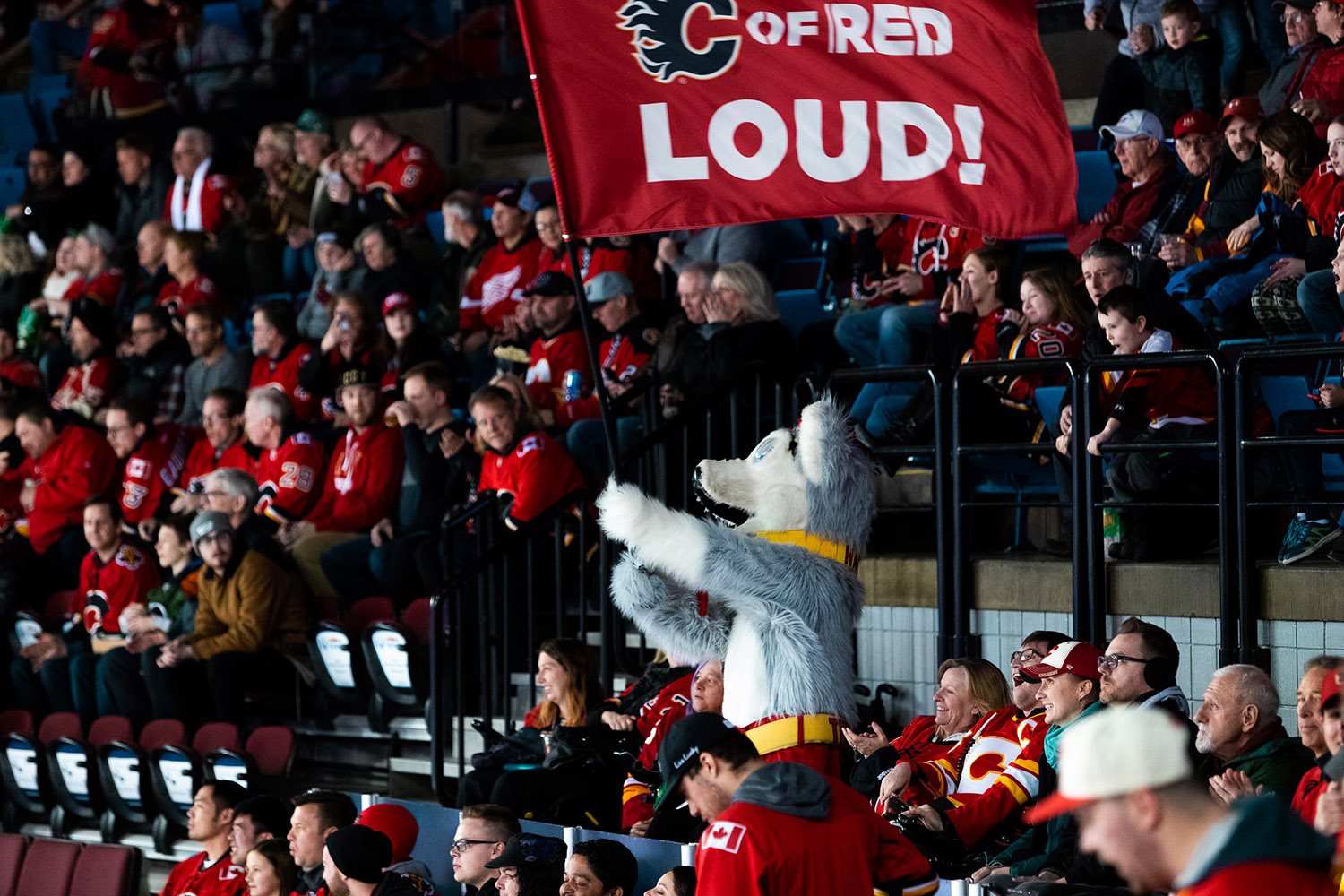 harvey the hound C of red
