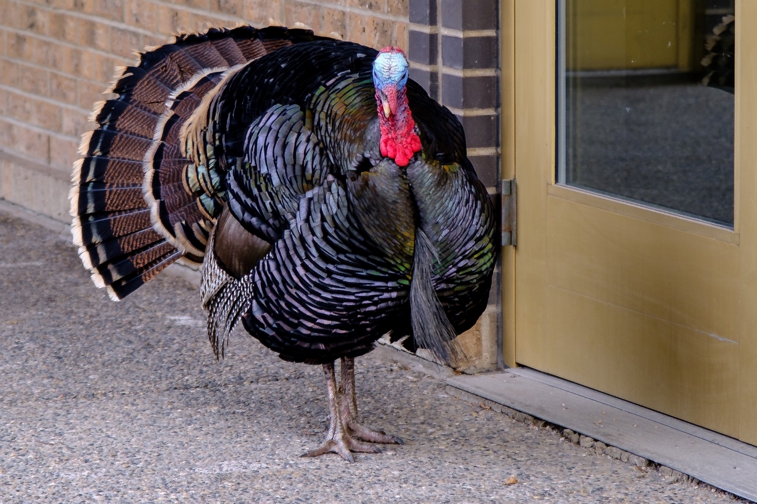 turk the turkey
