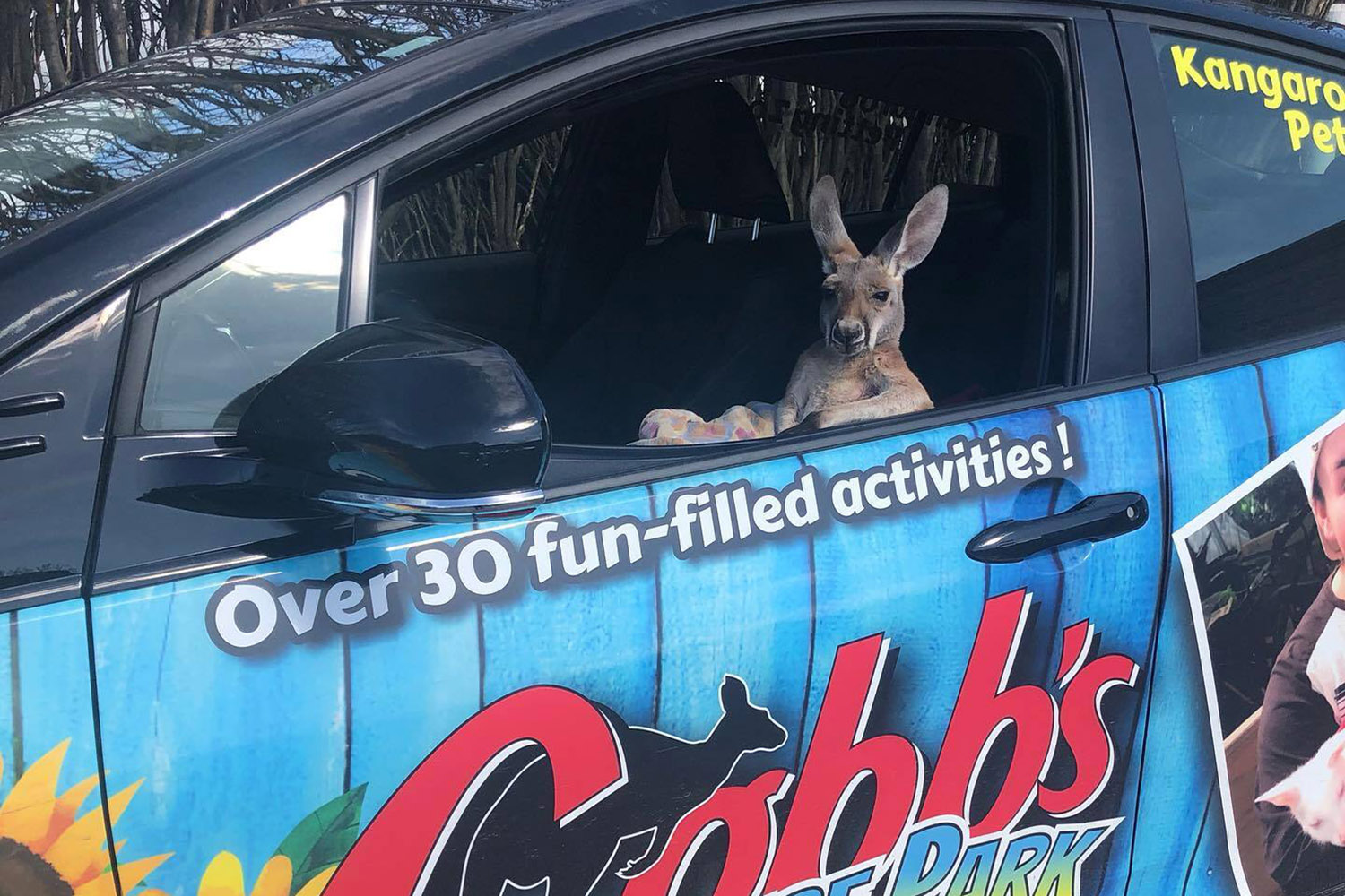 boomer-driving-the-car