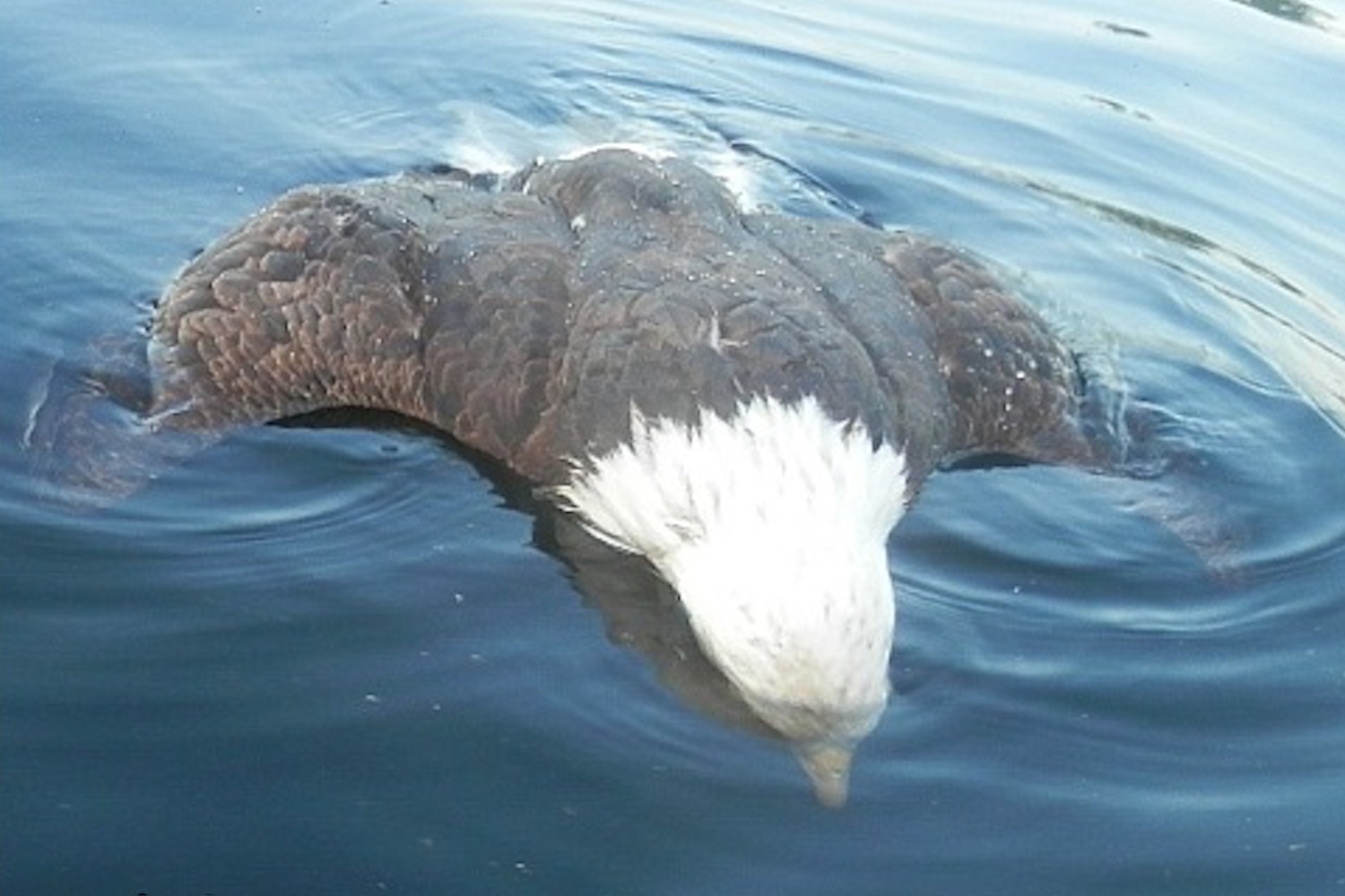 bald eagle