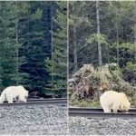 rare white grizzly cub banff