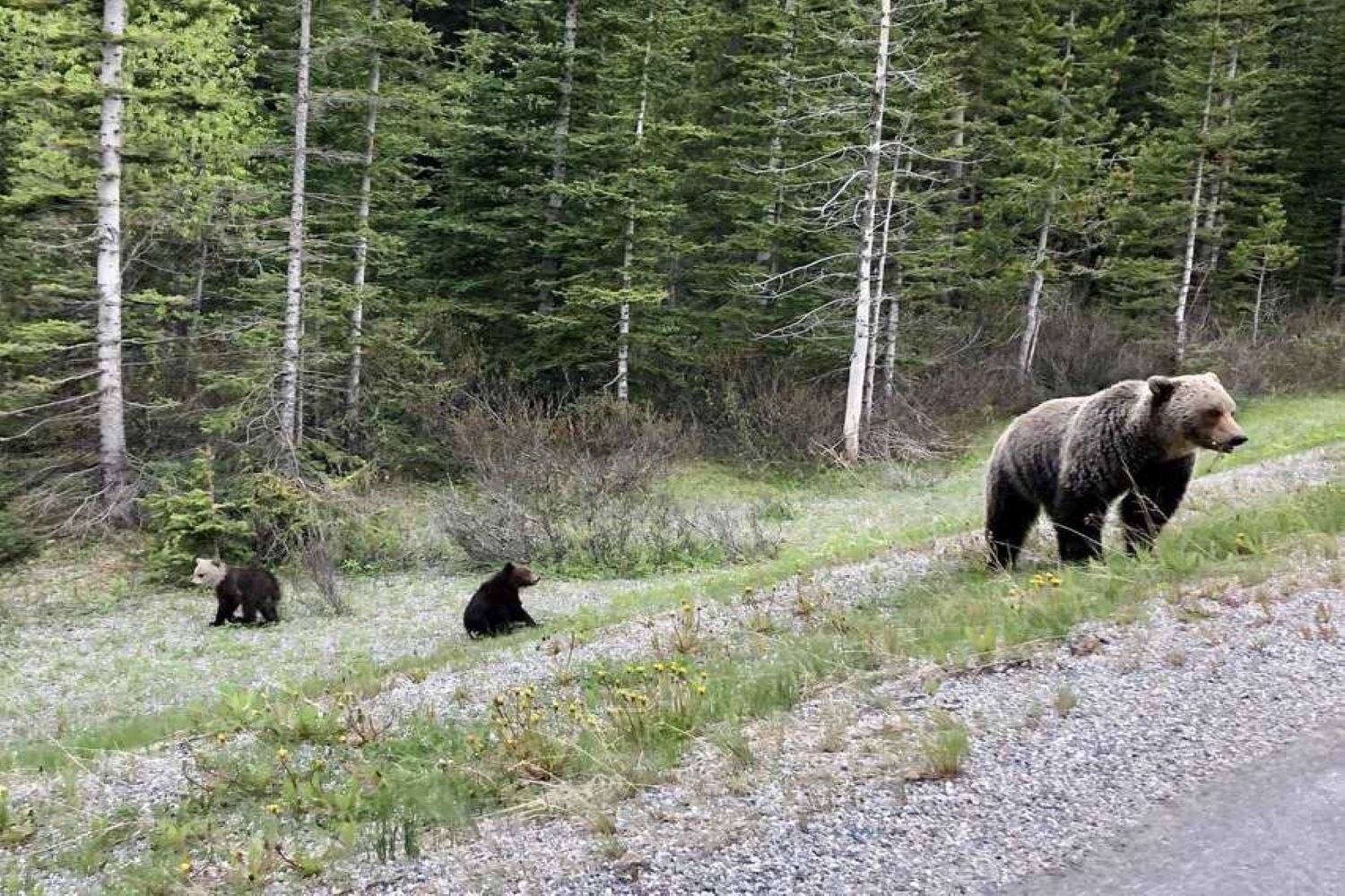 A grizzly that looks like a panda bear was just spotted in Banff