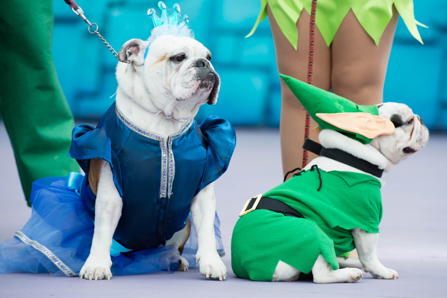 An adorable pet costume Parade will hit Eau Claire this August