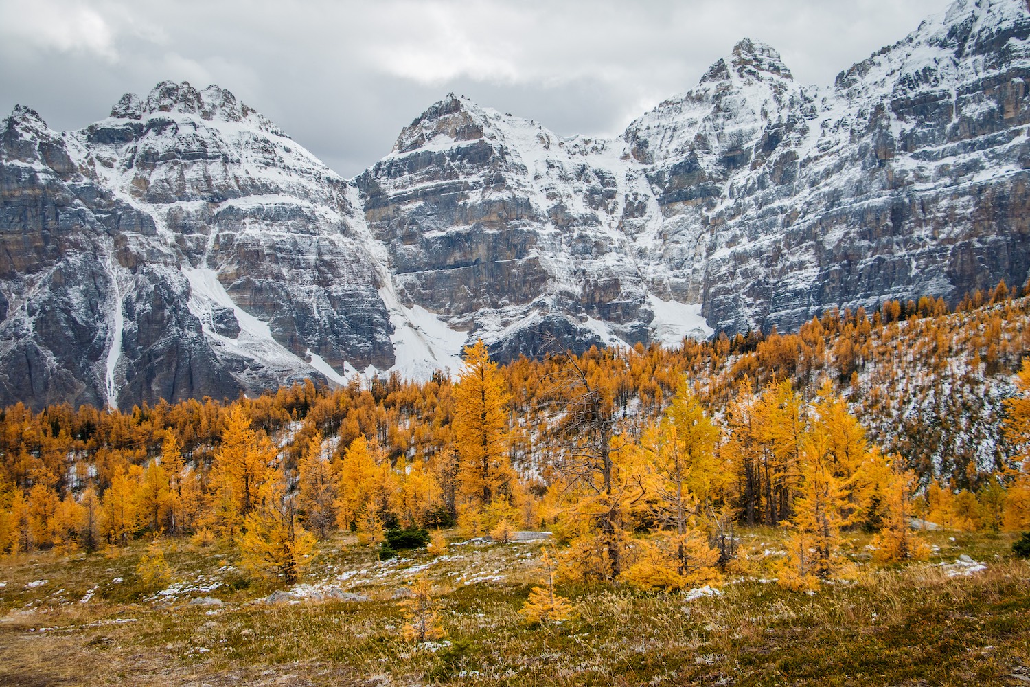 larch valley