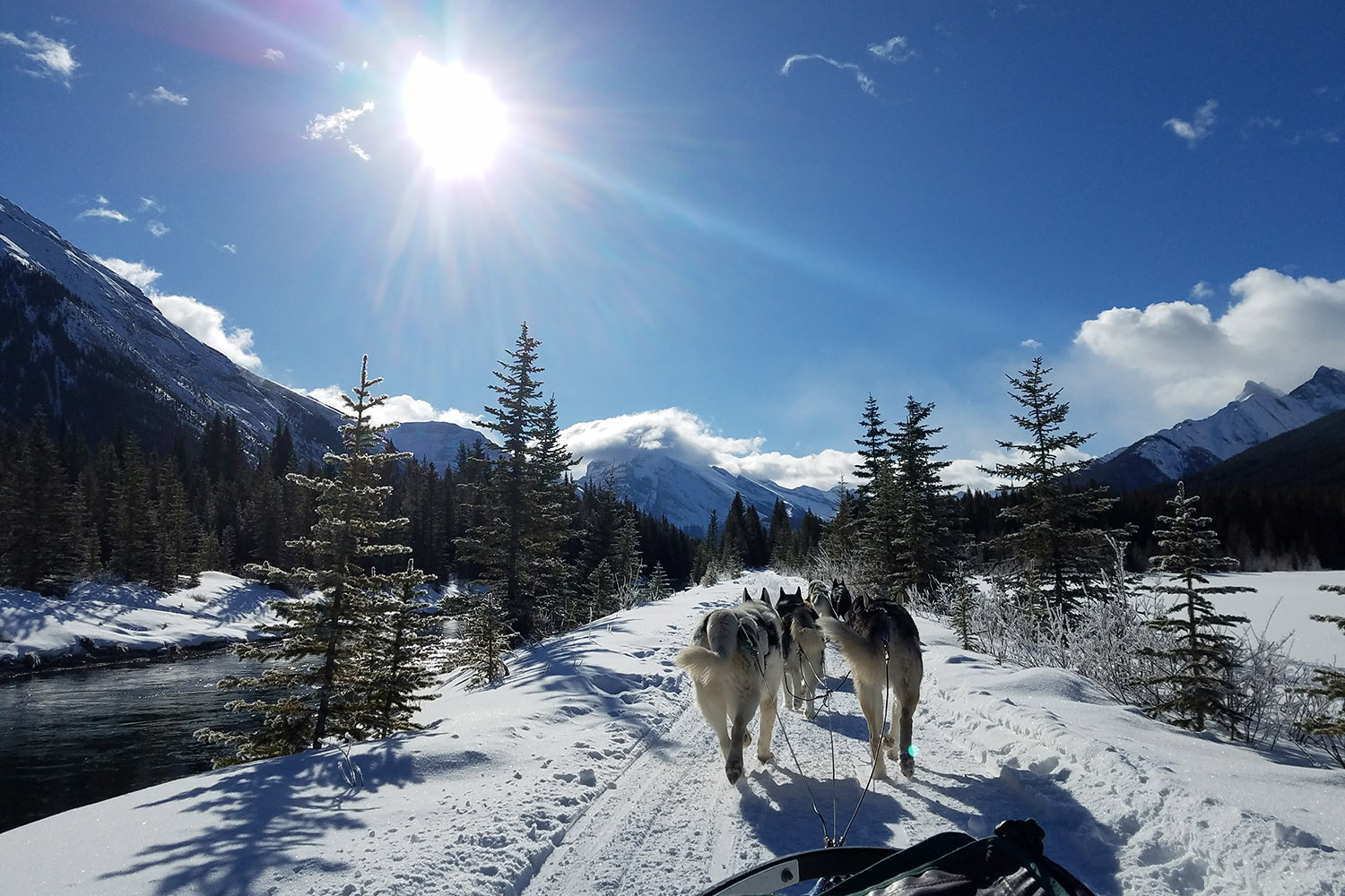 dog sledding