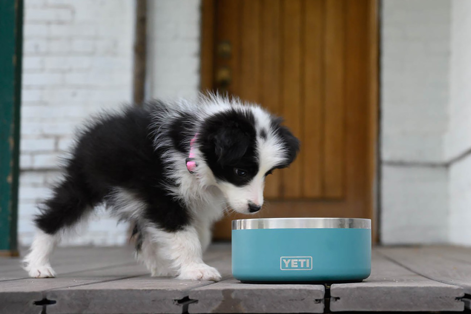 yeti dog bowl family gift ideas
