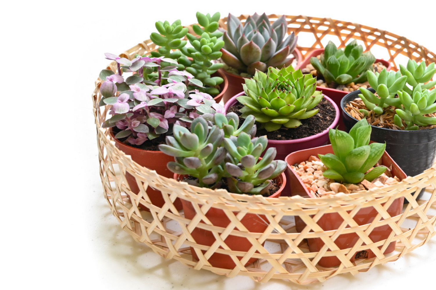 plant