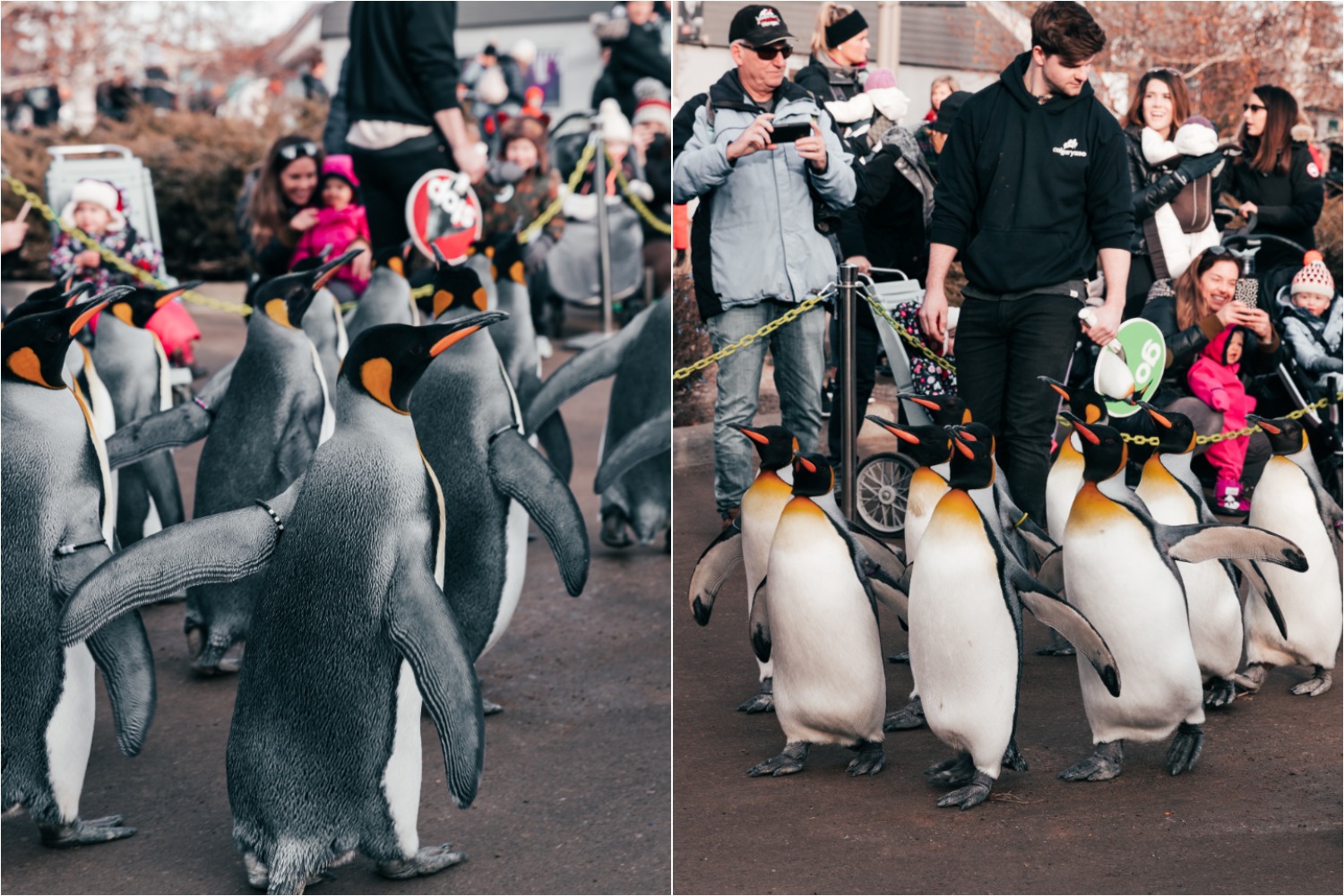 calgary zoo penguin walk
